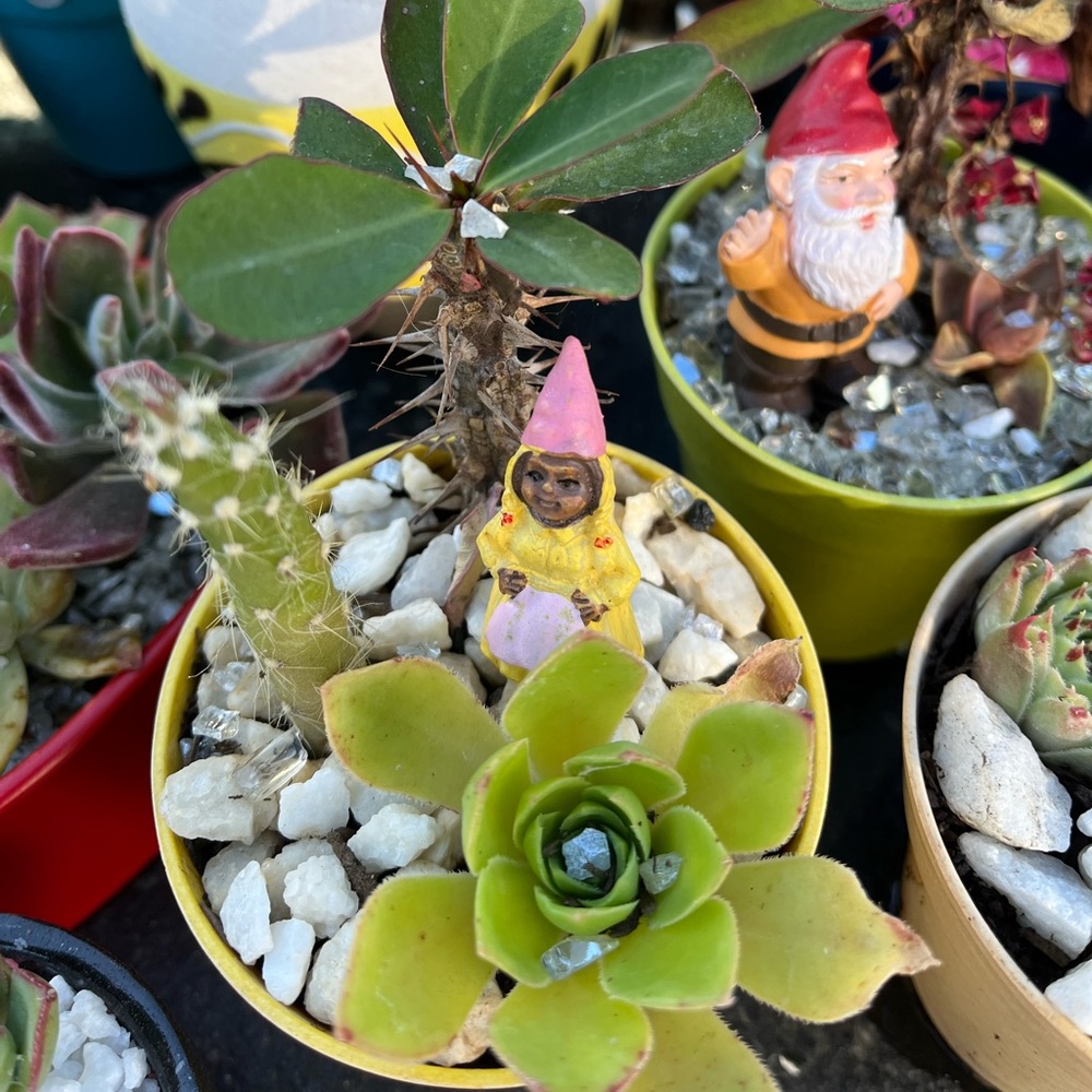 Yellow cup of succies